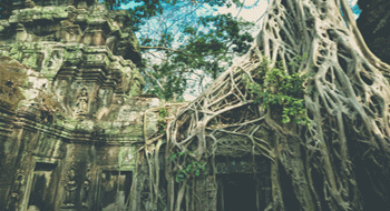 Tapromh temple covered by giant roots Travel in Cambodia in 10 or 11 days