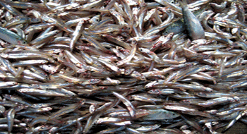 Nuoc Mam Phu Quoc ou sauce de poisson de Phu Quoc