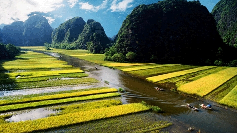 Baie d’Halong Sur Terre à la récolte du riz
