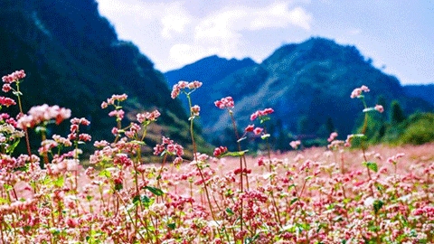 Saison des fleurs à Ha Giang